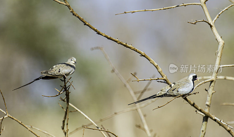 纳马夸鸽子(Oena capensis)是一种小鸽子。肯尼亚梅鲁国家公园。男性和女性。